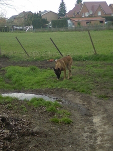 Mijne Mechelaar