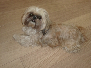 bijou