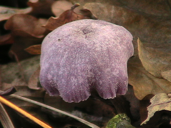 Beerse Bos wandelen natuur