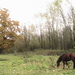 trip 11-11-08 035