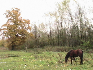 trip 11-11-08 035
