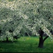 LENTE...!