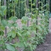 Afbeelding moestuin 002