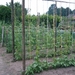 Afbeelding moestuin 003