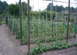 Afbeelding moestuin 003