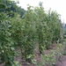 Afbeelding moestuin 004