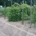 Afbeelding moestuin 006