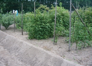 Afbeelding moestuin 006