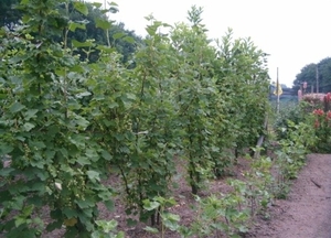 Afbeelding moestuin 007 (512 x 368)