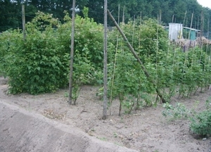 Afbeelding moestuin 008 (512 x 368)