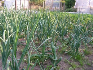 Afbeelding 19-1-2008 012