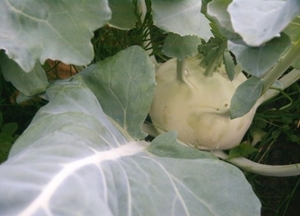 Afbeelding moestuin 011 (512 x 368)