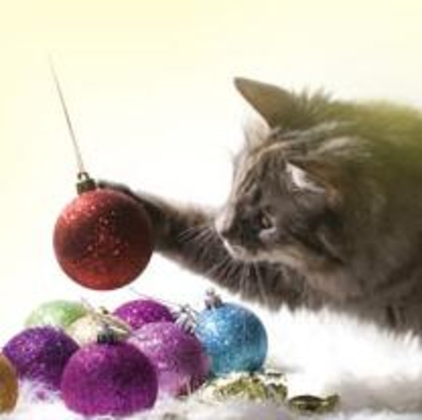 poes met kerstbal