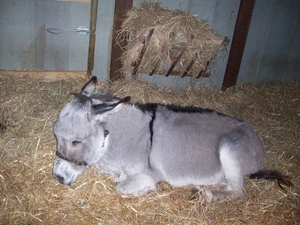 ezel in kerststal