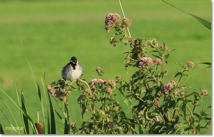 sized_Kopie van Afbeelding 078