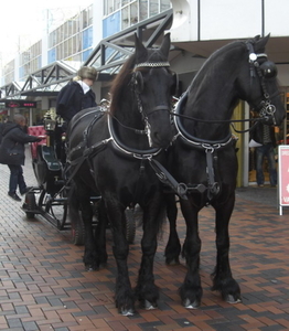 amsterdamse poort