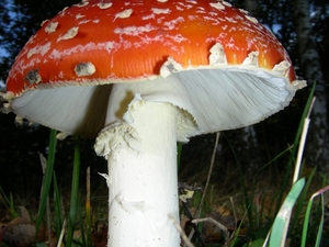 DSCN8392