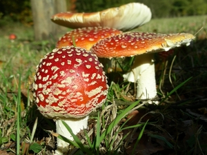 DSCN8395