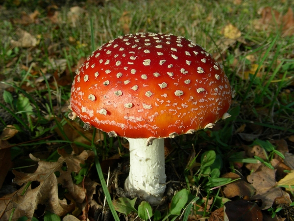 DSCN8390
