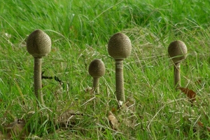 grote parasolzwam