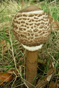 DSCN5574