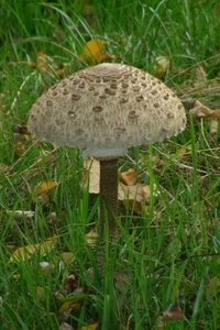 DSCN5568