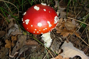DSCN5589