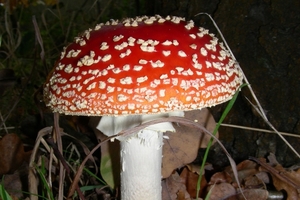 DSCN5601