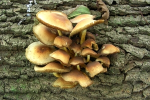 DSCN5594