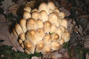 DSCN5593