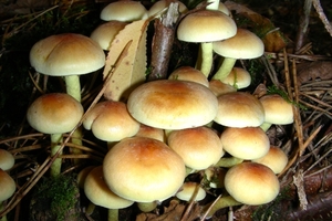 DSCN5607