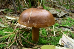 DSCN5610