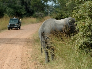 2safari