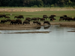 bisons