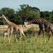 giraffen