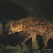 hyena