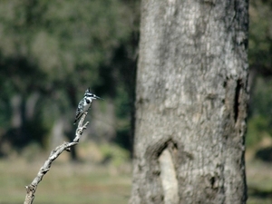 ijsvogel