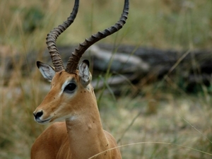 impala2