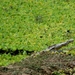 krokodil