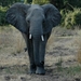 olifant1