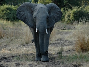 olifant1