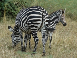 zebra1