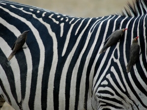 zebra3