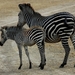 zebras2