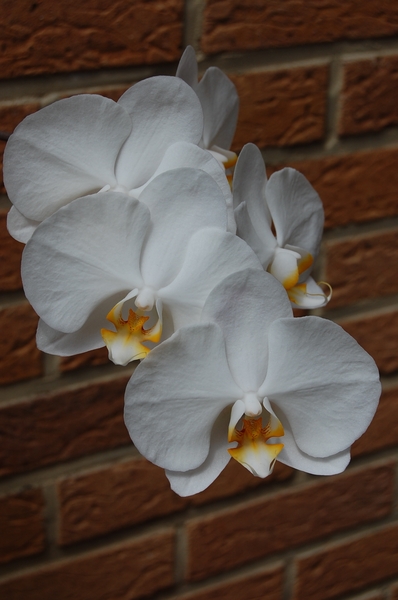 Orchide.