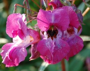 Den Bunt. 040