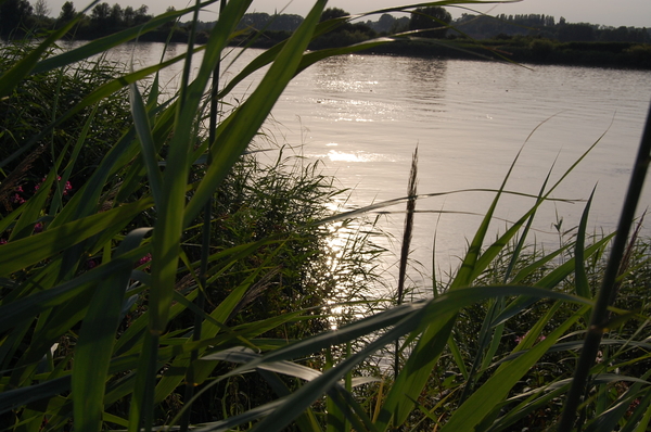 De Schelde.