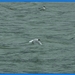 haven zeebrugge (85)