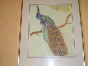 beeld3 pauwhaan