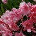 oleander 1